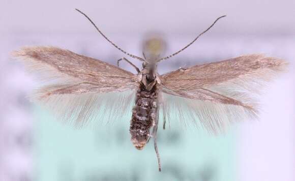 Image of Coleophora unigenella Svensson 1966