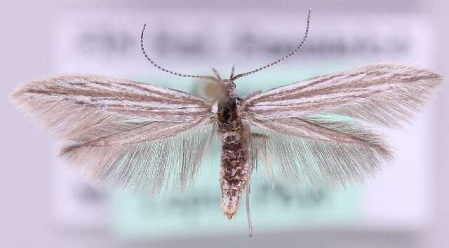 Image of Coleophora pappiferella Hofmann 1869