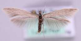 Imagem de <i>Coleophora proterella</i>