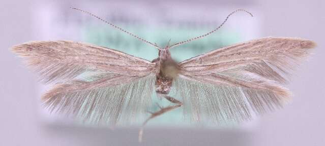 Imagem de <i>Coleophora proterella</i>