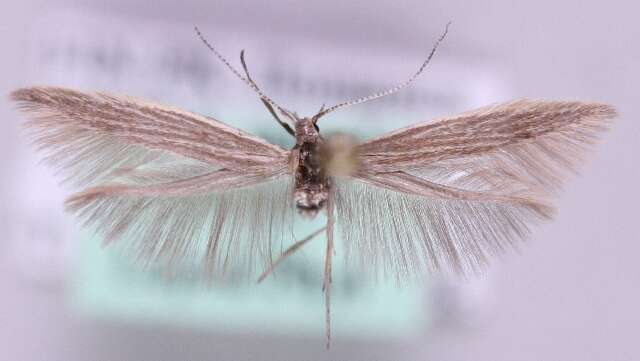 Imagem de <i>Coleophora proterella</i>