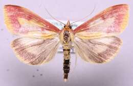 Ostrinia palustralis Hübner 1796 resmi