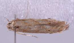 Image of Monochroa arundinetella Stainton (1857)