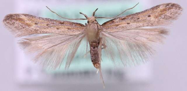 Image de Metzneria santolinella Amsel 1936