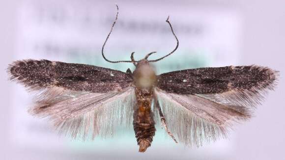 Image of Monochroa elongella Heinemann 1870