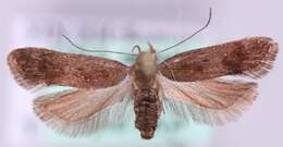 Image of Anacampsis fuscella Eversmann 1844