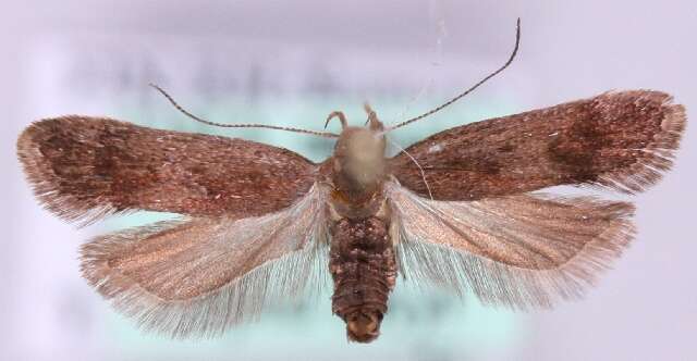 Image of Anacampsis fuscella Eversmann 1844