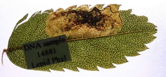 Image of Stigmella sorbi (Stainton 1861) Fletcher et al. 1945