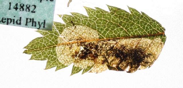 Image of Stigmella sorbi (Stainton 1861) Fletcher et al. 1945