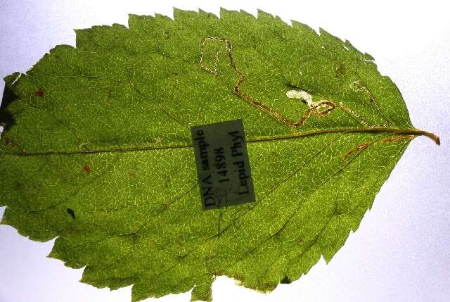 Image of rose leaf miner