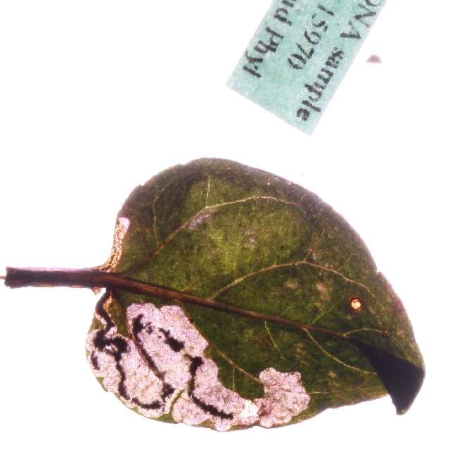 Image of Glaucolepis headleyella (Stainton 1854) Puplesis 1994