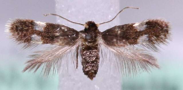 Image of Glaucolepis headleyella (Stainton 1854) Puplesis 1994