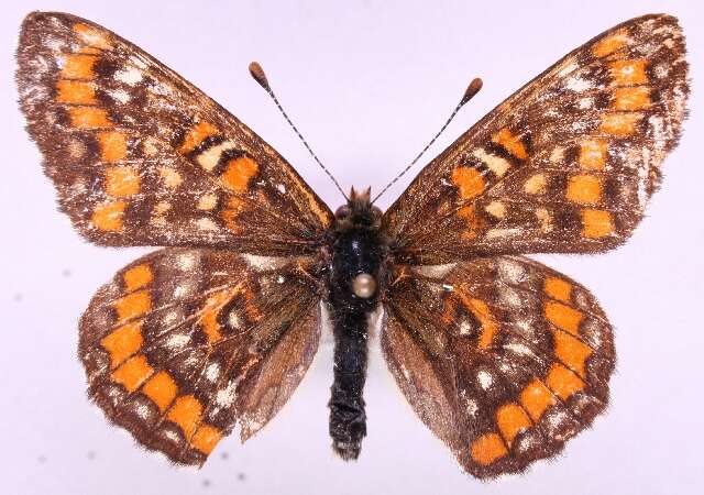 Image de <i>Euphydryas maturna</i>