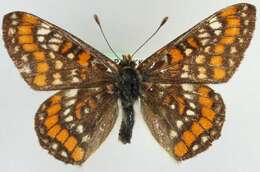 Image de <i>Euphydryas maturna</i>