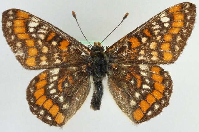 Image of <i>Euphydryas maturna</i>