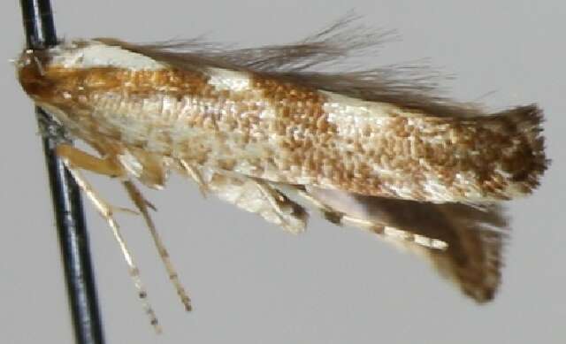 Imagem de Argyresthia semifusca Haworth 1828