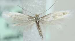 Image of Ermine moth