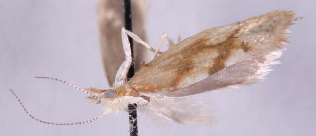 Imagem de <i>Ypsolopha sarmaticella</i>