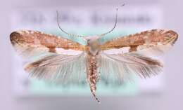 Image of Argyresthia semifusca Haworth 1828