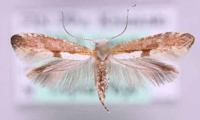 Imagem de Argyresthia semifusca Haworth 1828