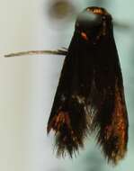 Image of Cauchas rufimitrella