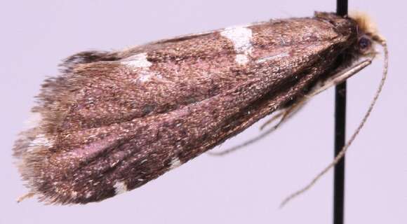 Image of Incurvaria circulella Zetterstedt 1840