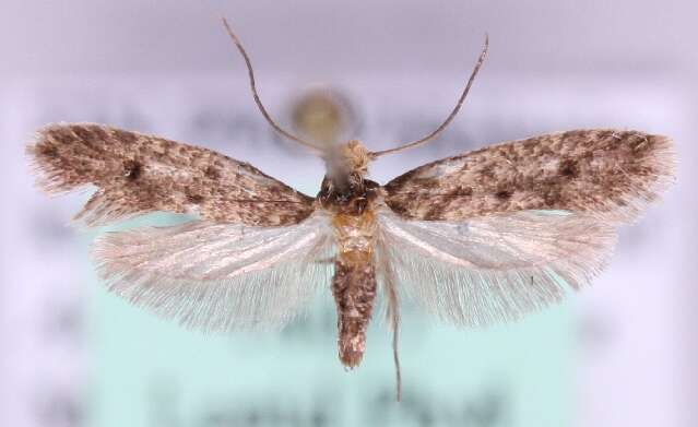 Image of Niditinea striolella (Matsumura 1931)