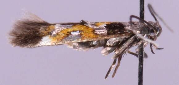 Image of Mompha locupletella