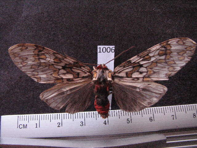 Image of Phaegoptera chorima Schaus 1896
