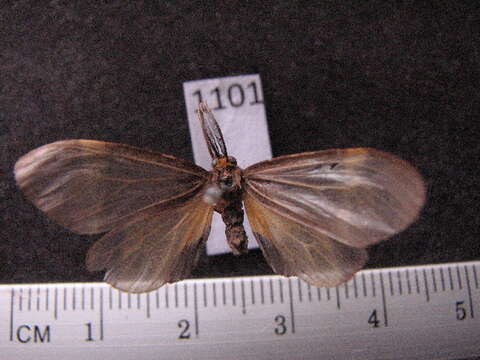 Image of Euchlaenidia Hampson 1901