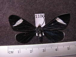 Image of <i>Ctenucha jonesi</i>