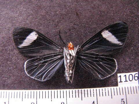 Image de <i>Ctenucha jonesi</i>