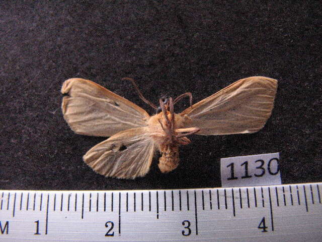 Sivun Pareuchaetes aurata Butler 1875 kuva