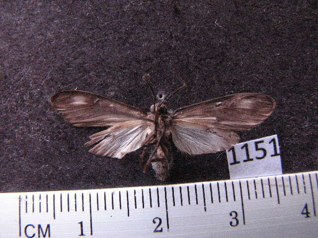 Image of Eucereon discolor Walker 1856