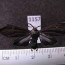 Image of Episcepsis endodasia Hampson 1898