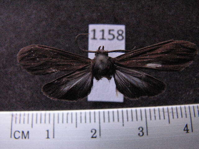 Image of Episcepsis endodasia Hampson 1898