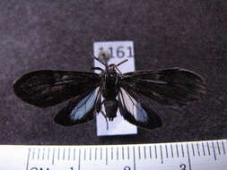 Image of Cercopimorpha dolens Schaus 1905