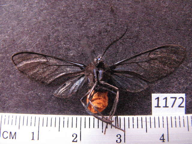 Слика од Andrenimorpha xanthogastra