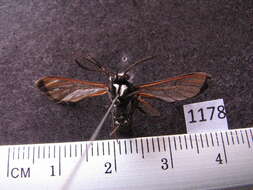 Image of Erruca deyrolii (Walker 1854)