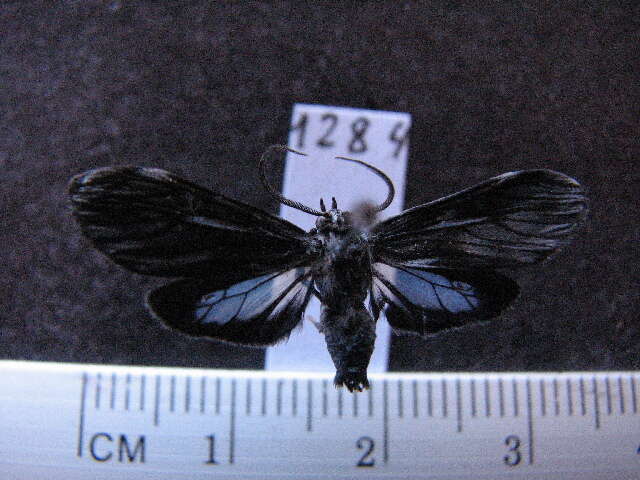 Image of Cercopimorpha dolens Schaus 1905