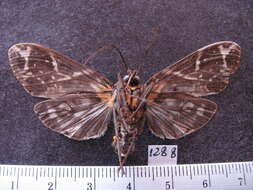 Image of Phaegoptera histrionica Herrich-Schäffer 1853