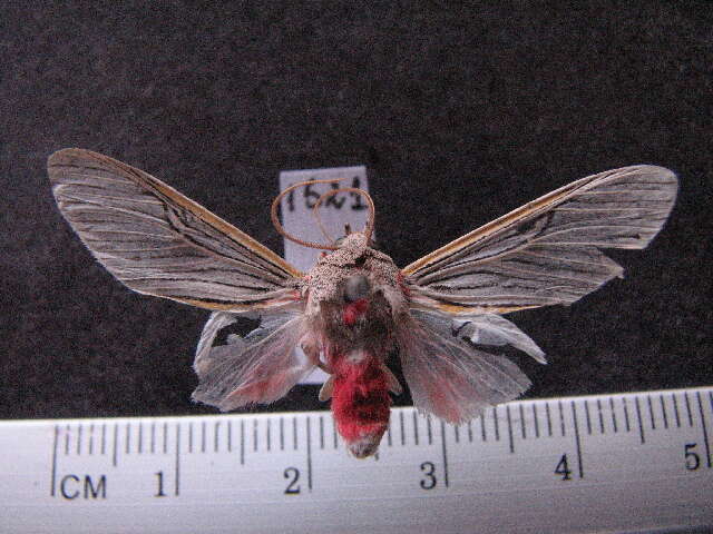 Слика од Idalus flavicostalis Rothschild 1935