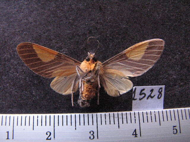 Sivun <i>Rhipha flavithorax</i> kuva