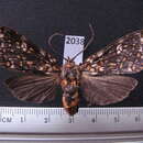Image of Phaegoptera fusca Travassos 1955