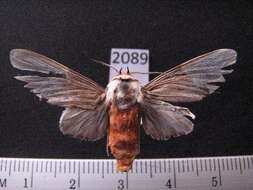 Ischnognatha leucapera Dognin 1914 resmi