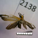 Image of Lycomorphodes strigosa Butler 1877