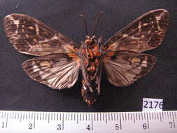 Image of Phaegoptera histrionica Herrich-Schäffer 1853