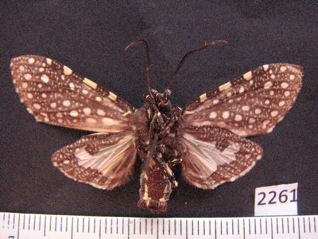 Bernathonomus piperita Herrich-Schäffer 1855 resmi