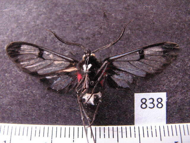Image of Erruca sanguipuncta (Druce 1898)