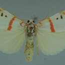 Image of Cyana delicata (Walker 1854)